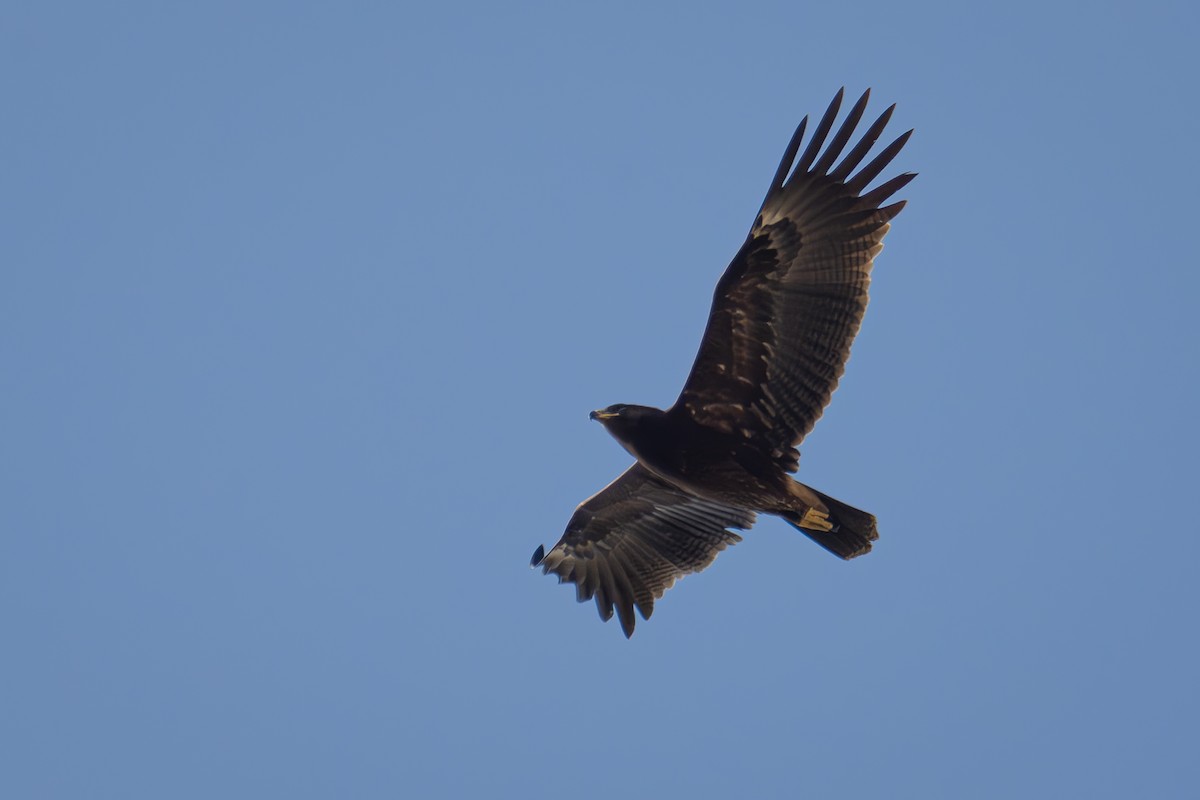 Greater Spotted Eagle - ML618373208