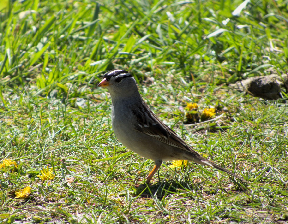 White-crowned Sparrow - ML618373233