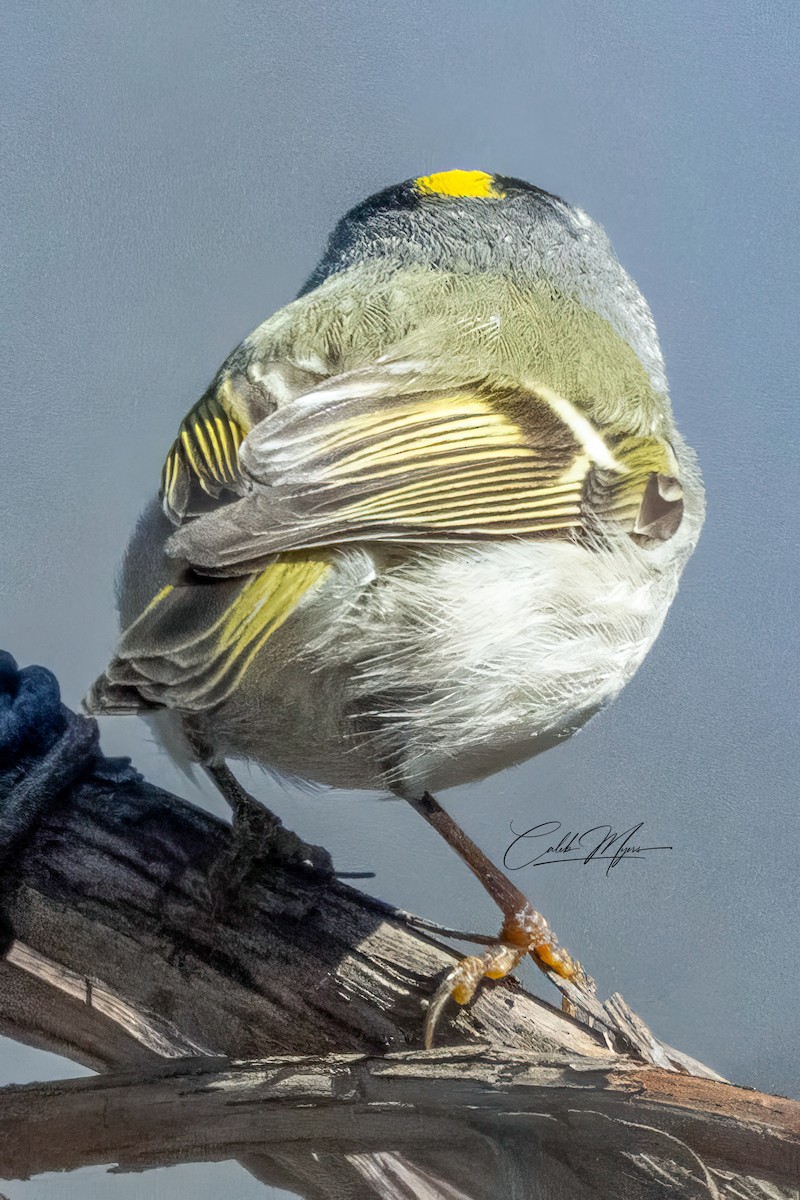 Golden-crowned Kinglet - Caleb Myers