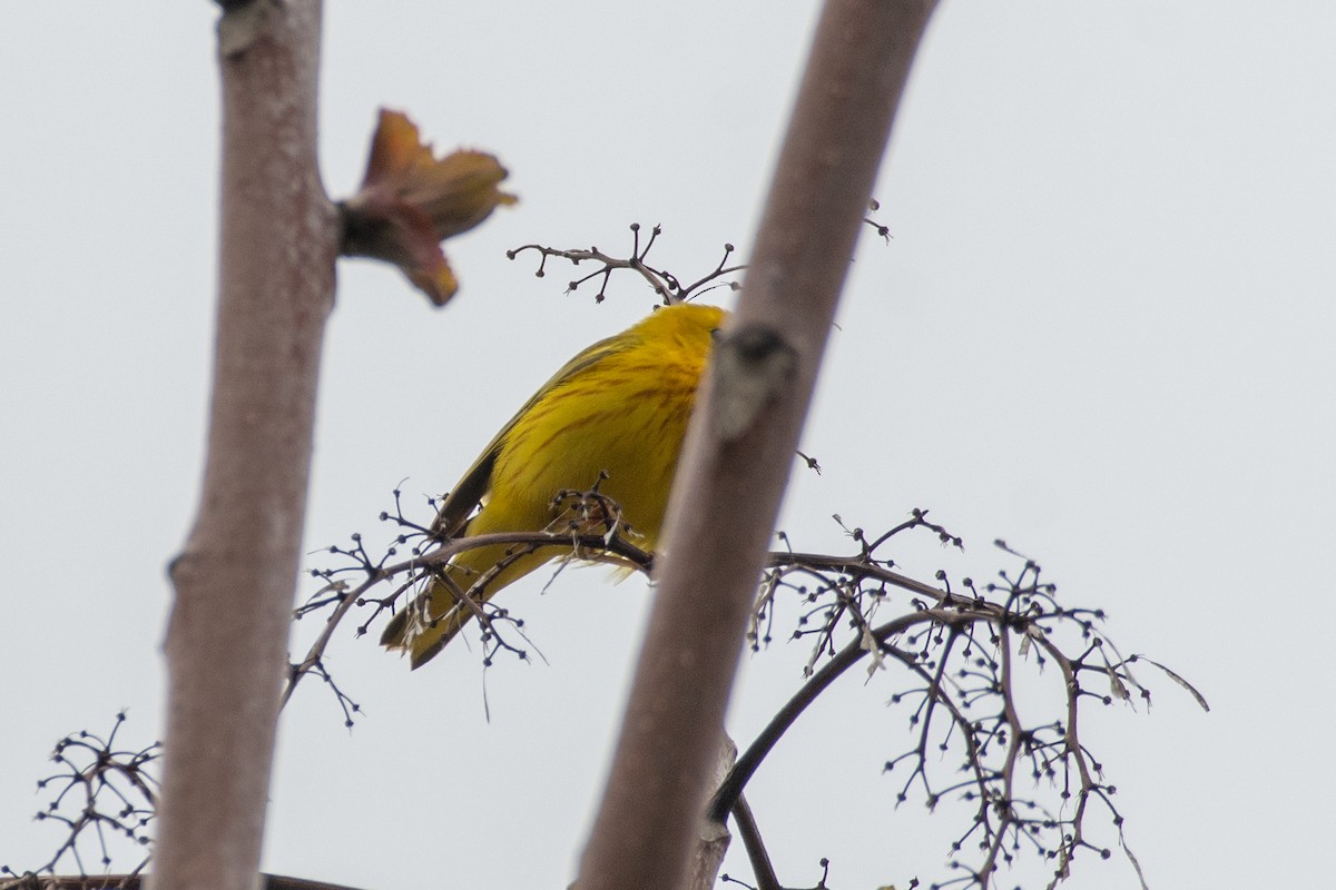 Yellow Warbler (Northern) - ML618373311