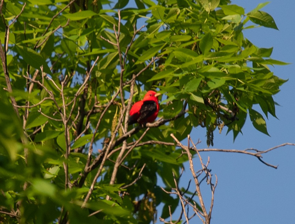Scarlet Tanager - ML618373326