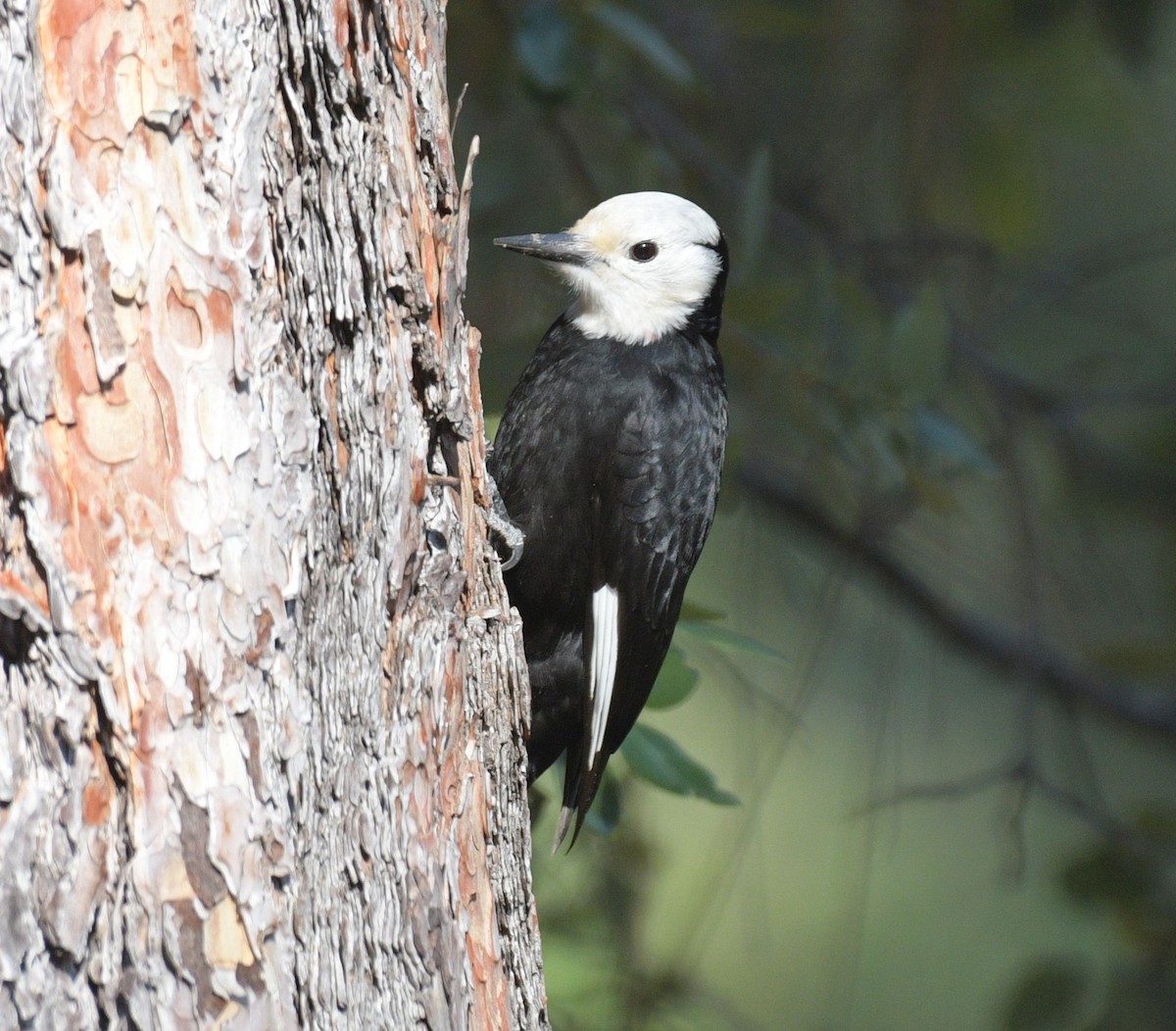 White-headed Woodpecker - Richard Payne