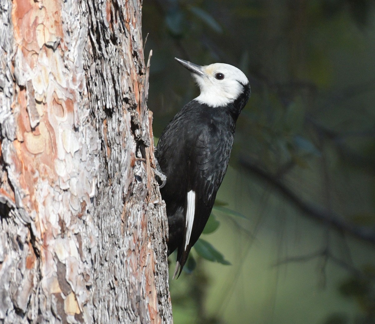 White-headed Woodpecker - ML618373343
