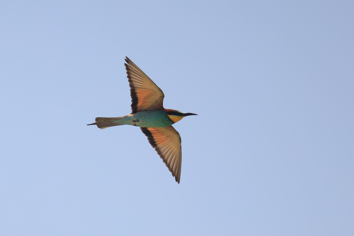 European Bee-eater - ML618373349