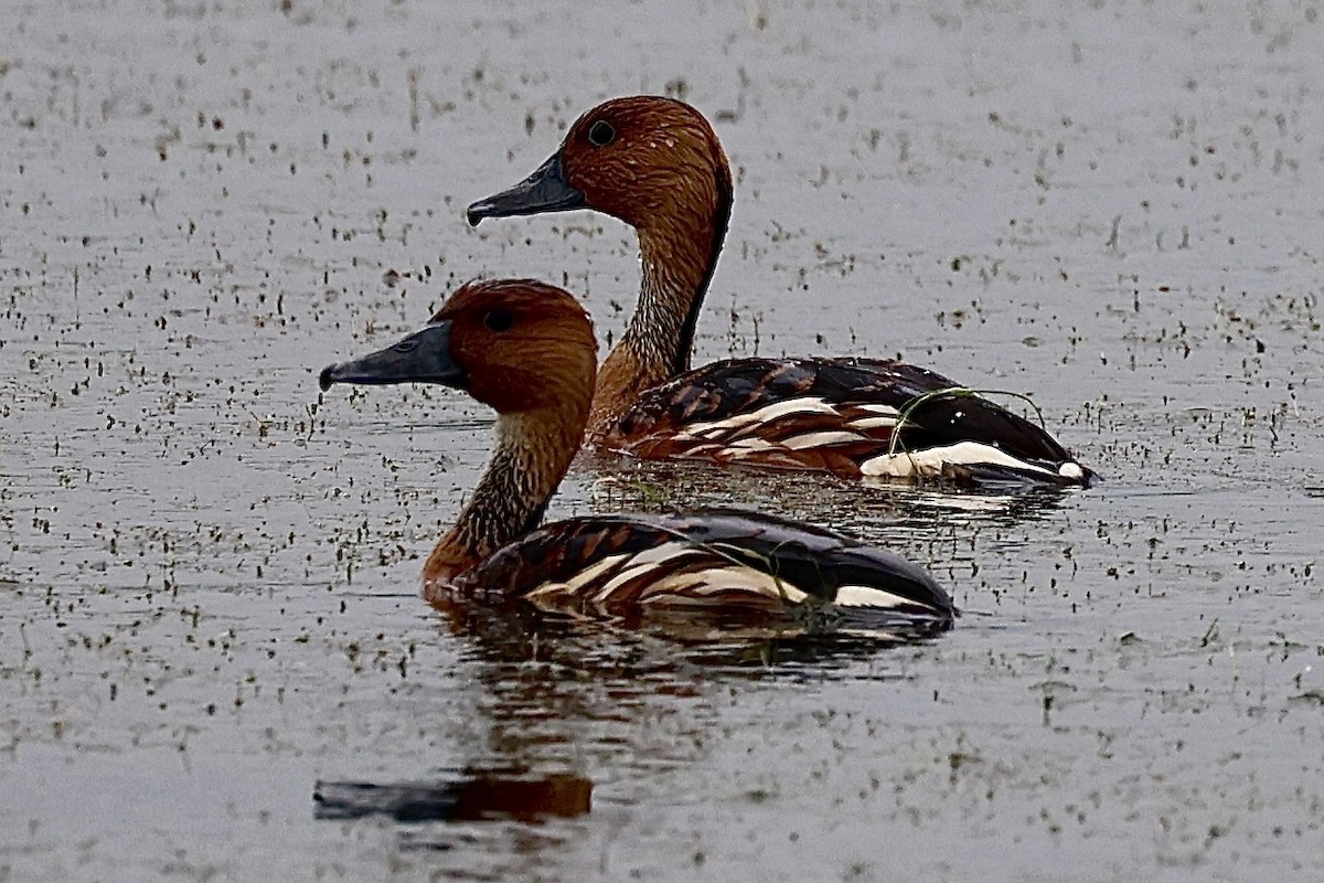 Fulvous Whistling-Duck - ML618373350
