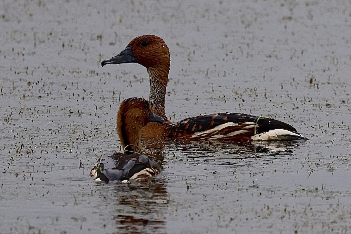 Fulvous Whistling-Duck - Dean Silvers