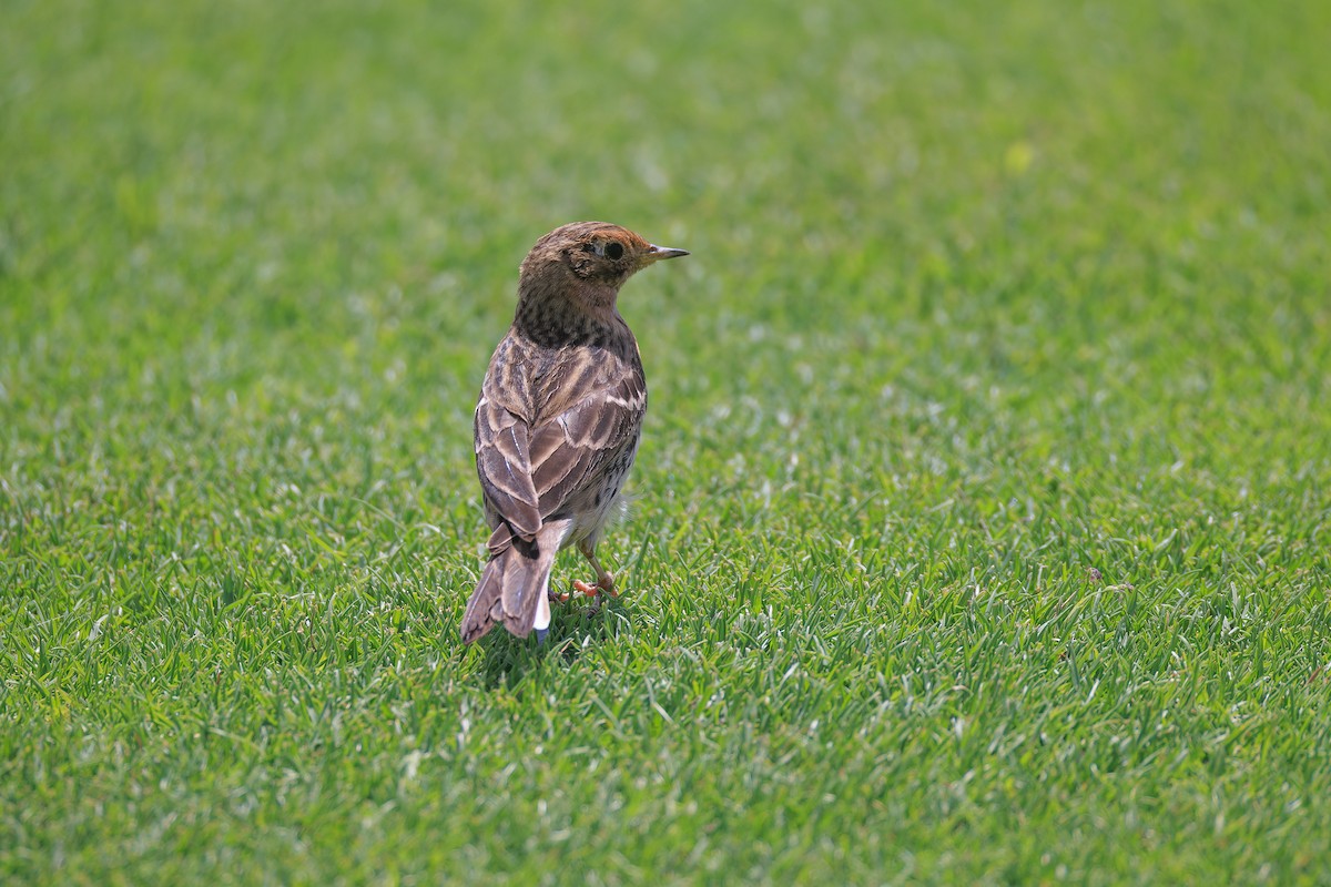 Red-throated Pipit - ML618373354