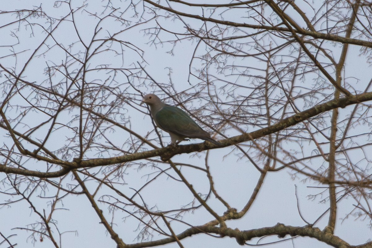 Green Imperial-Pigeon - ML618373377