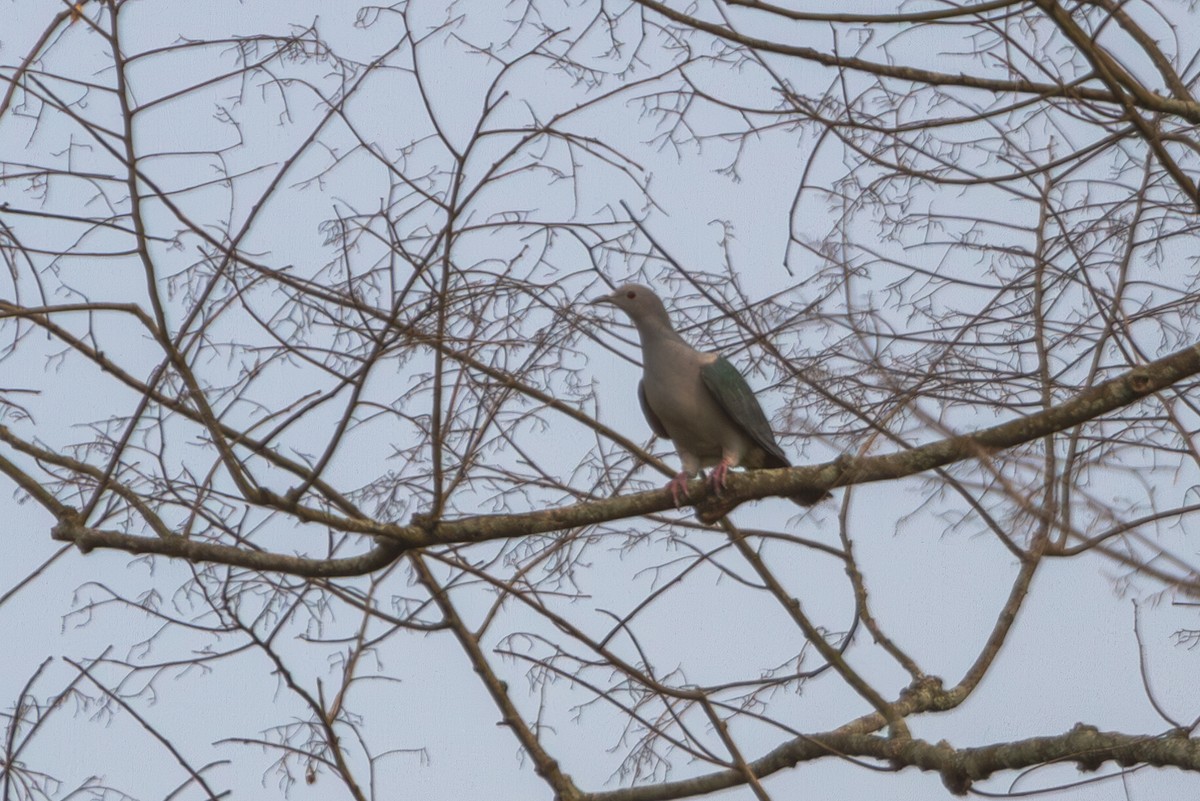 Green Imperial-Pigeon - ML618373378