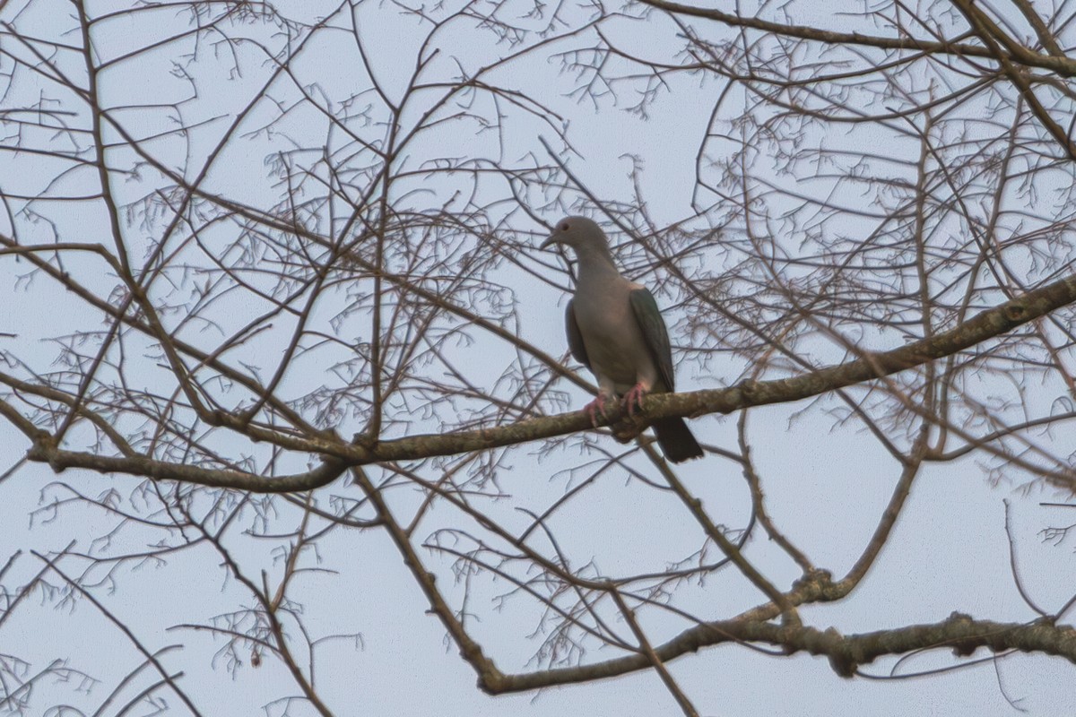 Green Imperial-Pigeon - ML618373379