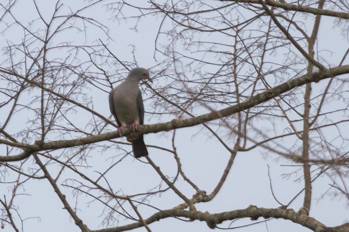 Green Imperial-Pigeon - ML618373380