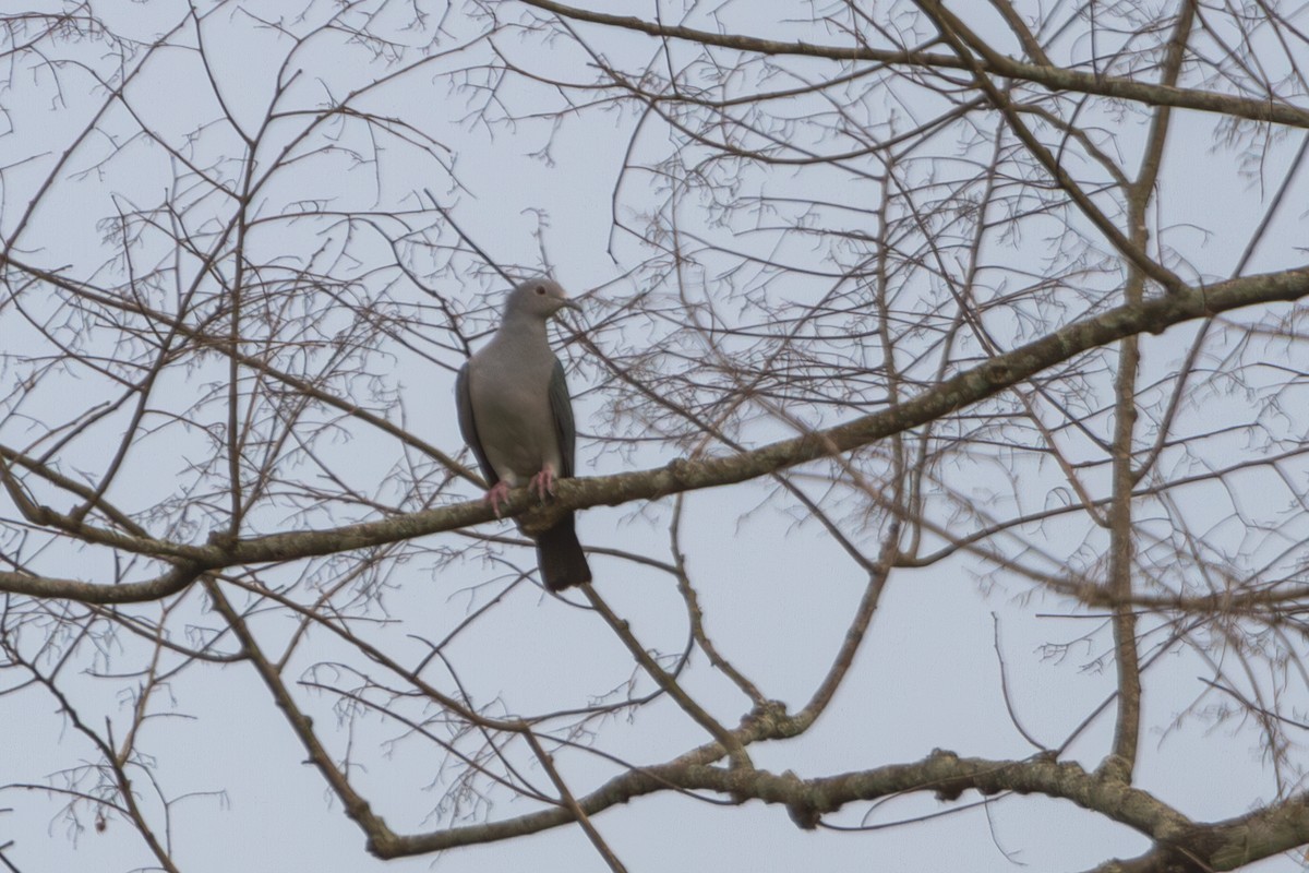 Green Imperial-Pigeon - ML618373381
