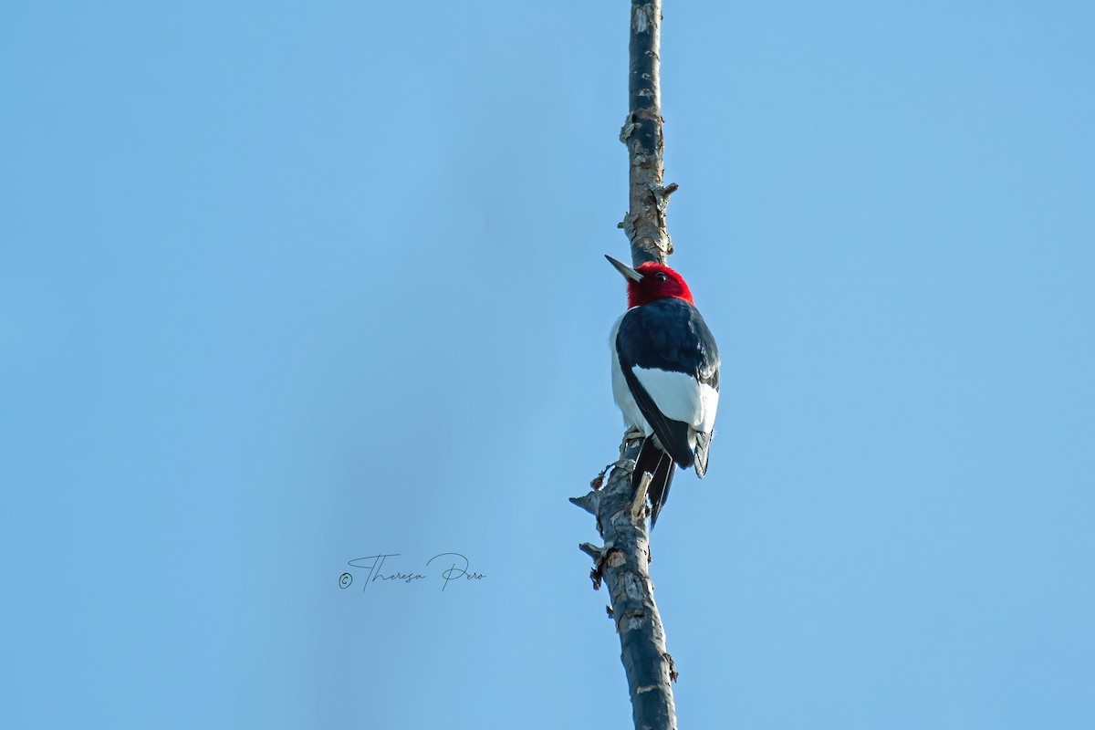 Red-headed Woodpecker - Theresa Pero