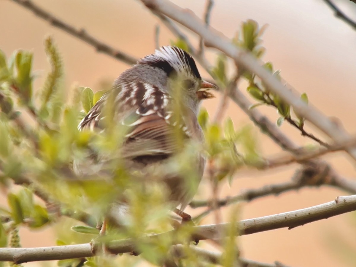 White-crowned Sparrow - ML618373415