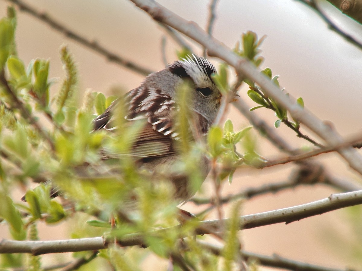 White-crowned Sparrow - ML618373417