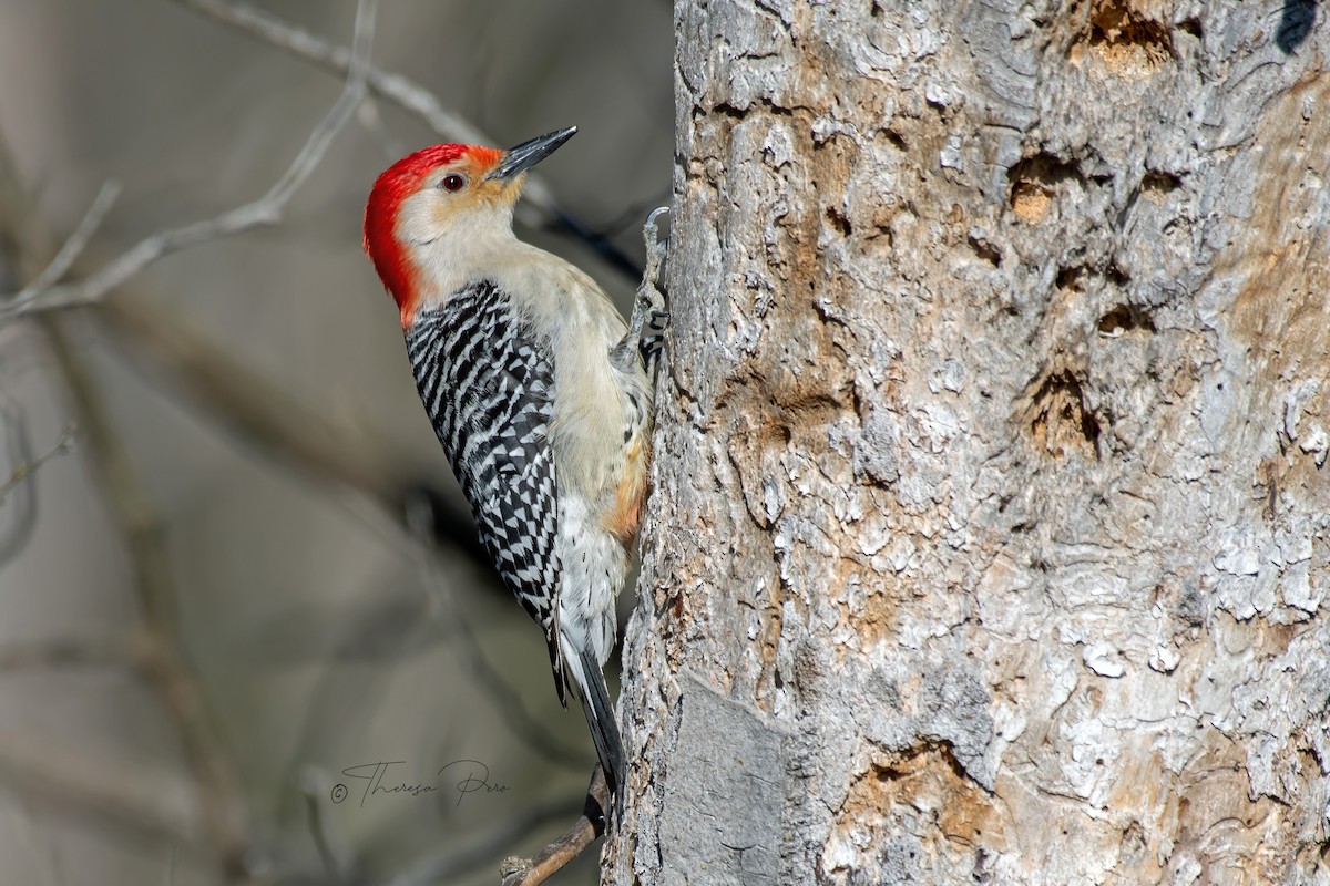 Red-bellied Woodpecker - ML618373418