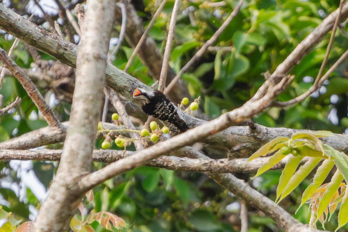 Gray-capped Pygmy Woodpecker - ML618373431
