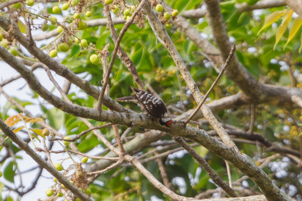 Gray-capped Pygmy Woodpecker - ML618373432