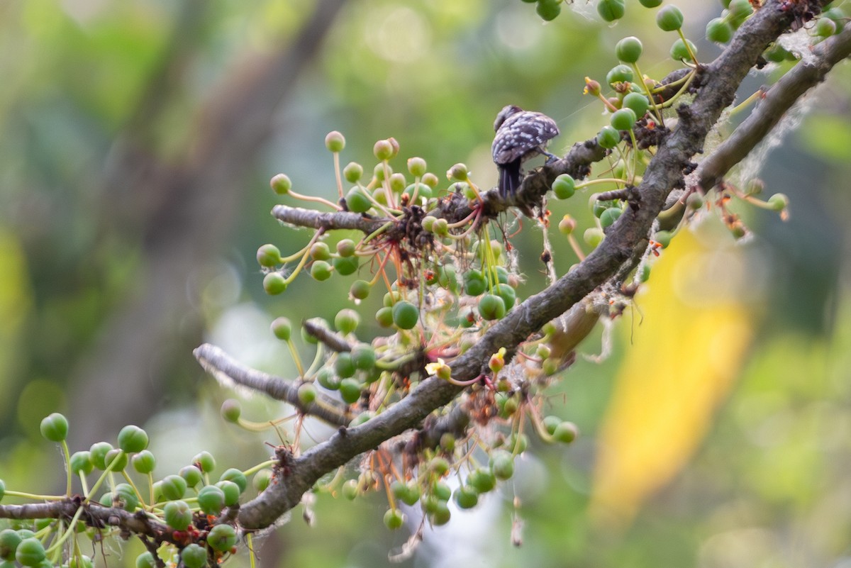 Gray-capped Pygmy Woodpecker - ML618373437