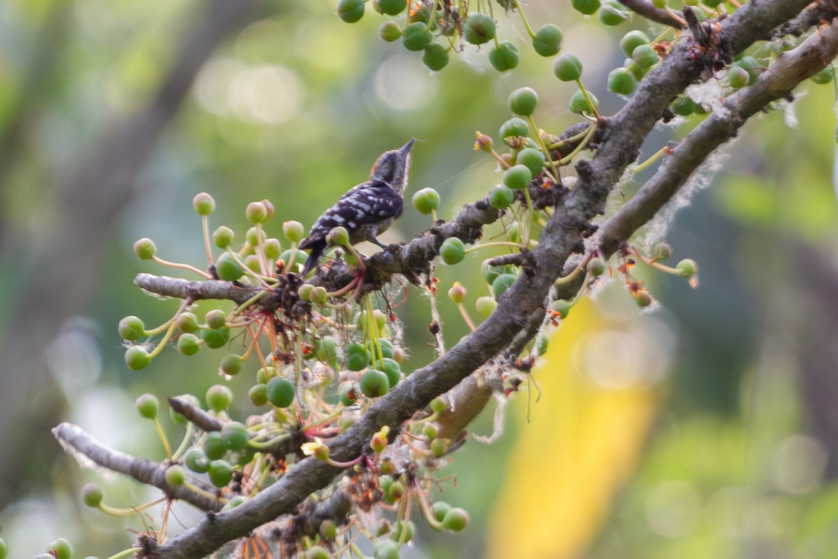 Gray-capped Pygmy Woodpecker - ML618373438