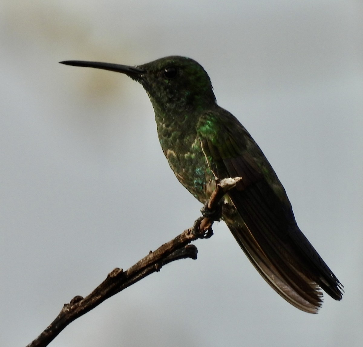 hummingbird sp. - ML618373446