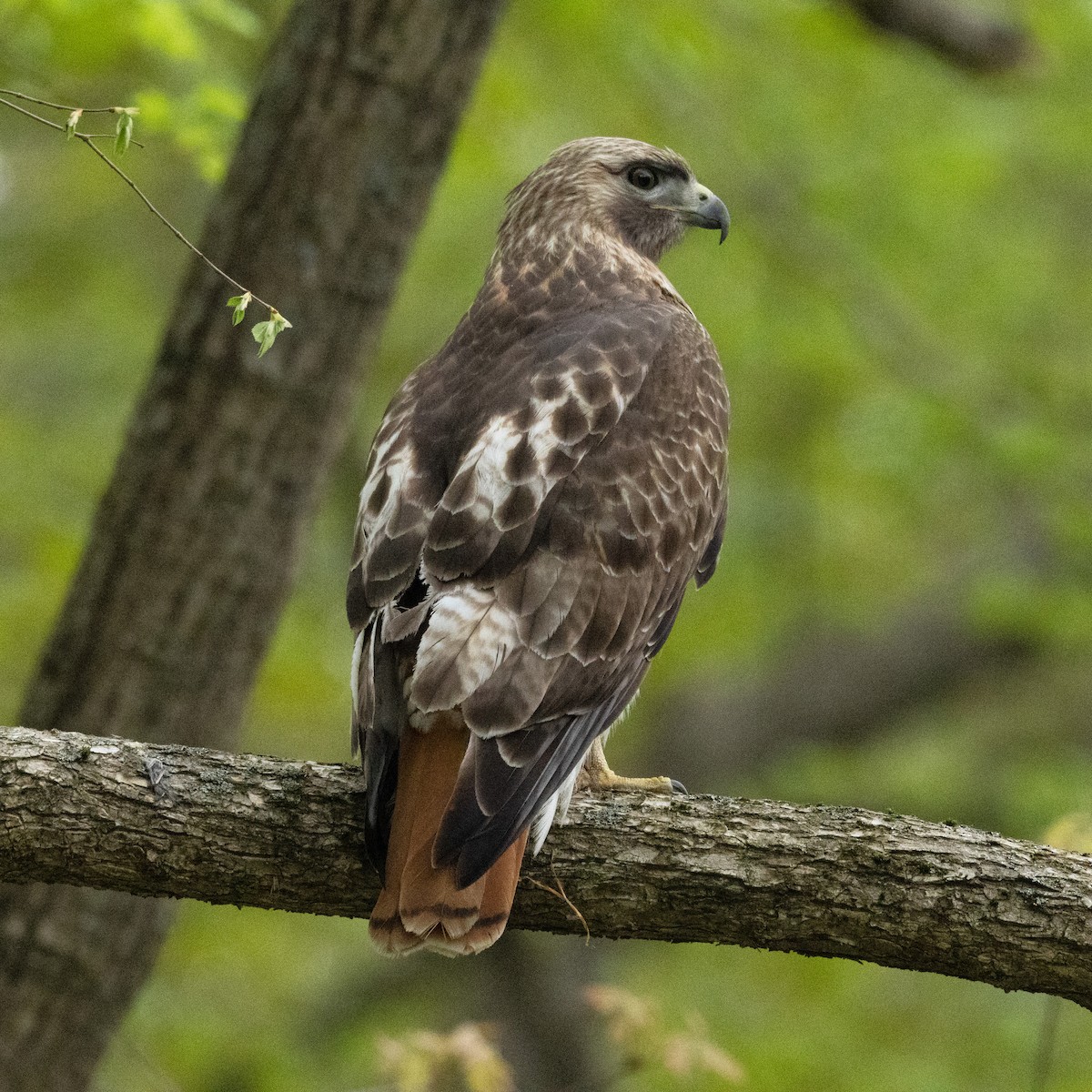 Red-tailed Hawk (borealis) - ML618373451