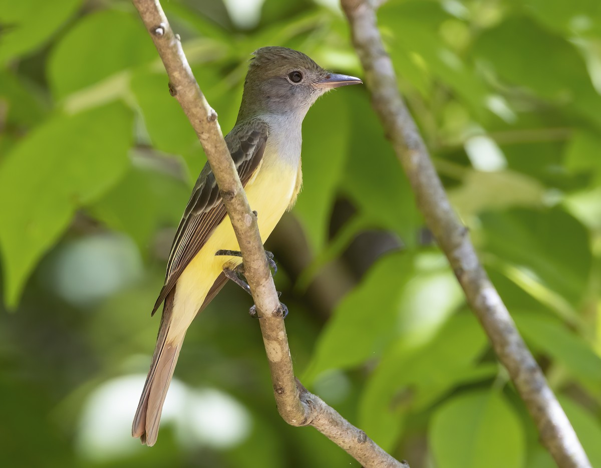 Great Crested Flycatcher - ML618373457