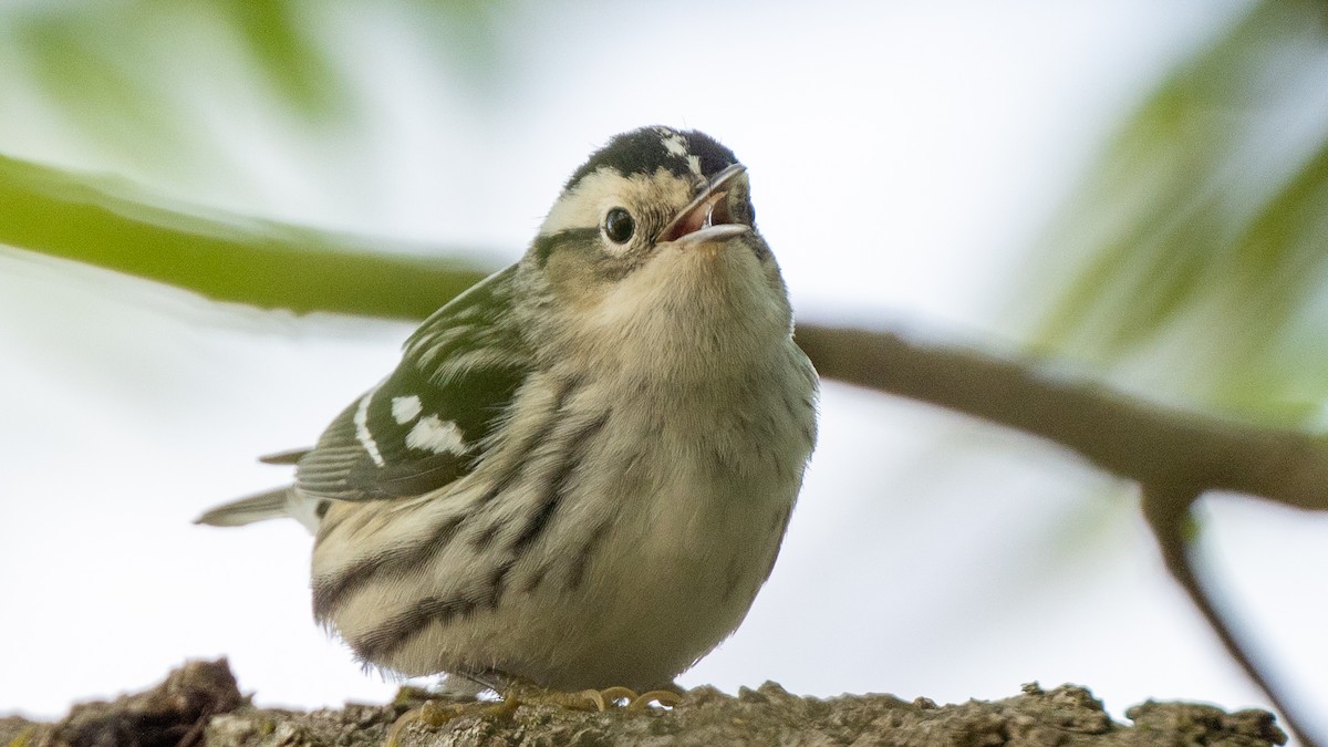 Black-and-white Warbler - ML618373469