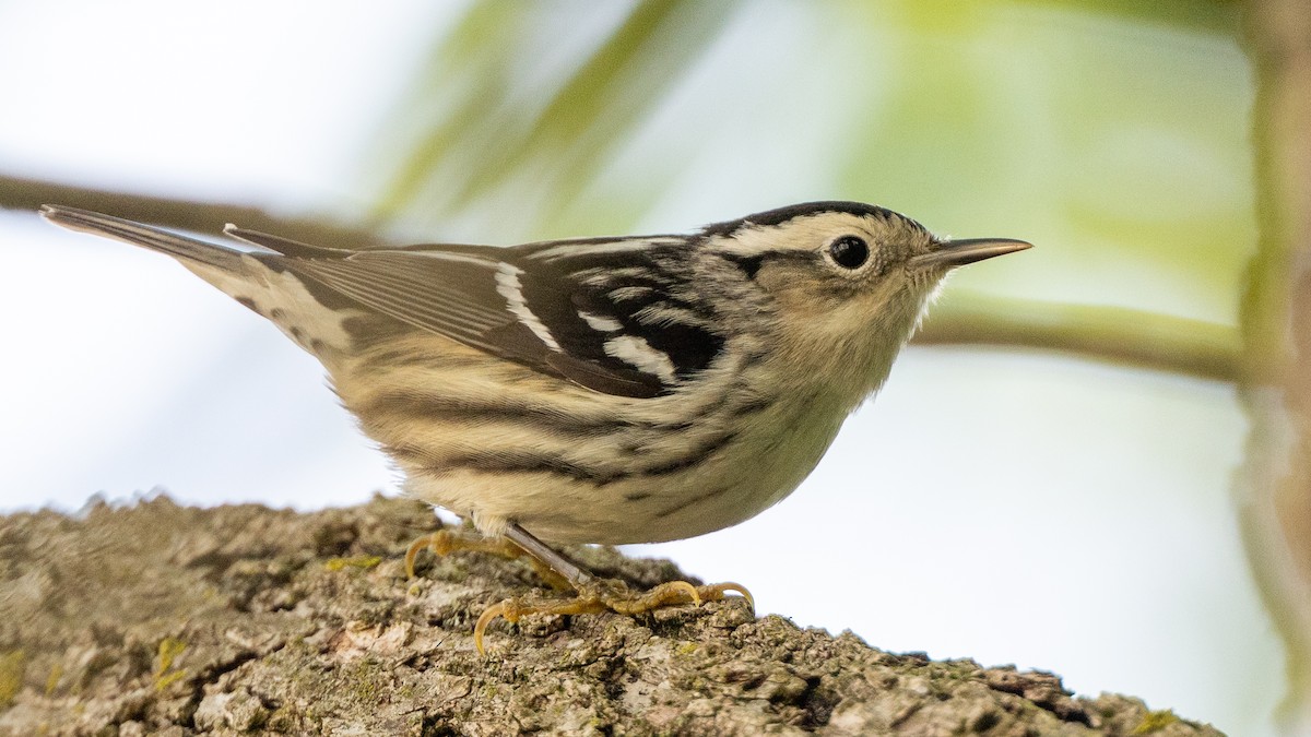 Black-and-white Warbler - ML618373470