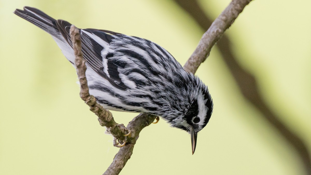 Black-and-white Warbler - ML618373471