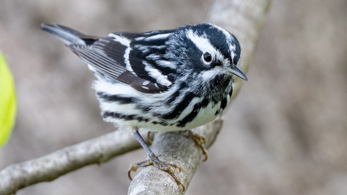 Black-and-white Warbler - ML618373472