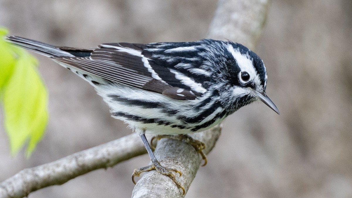 Black-and-white Warbler - ML618373473