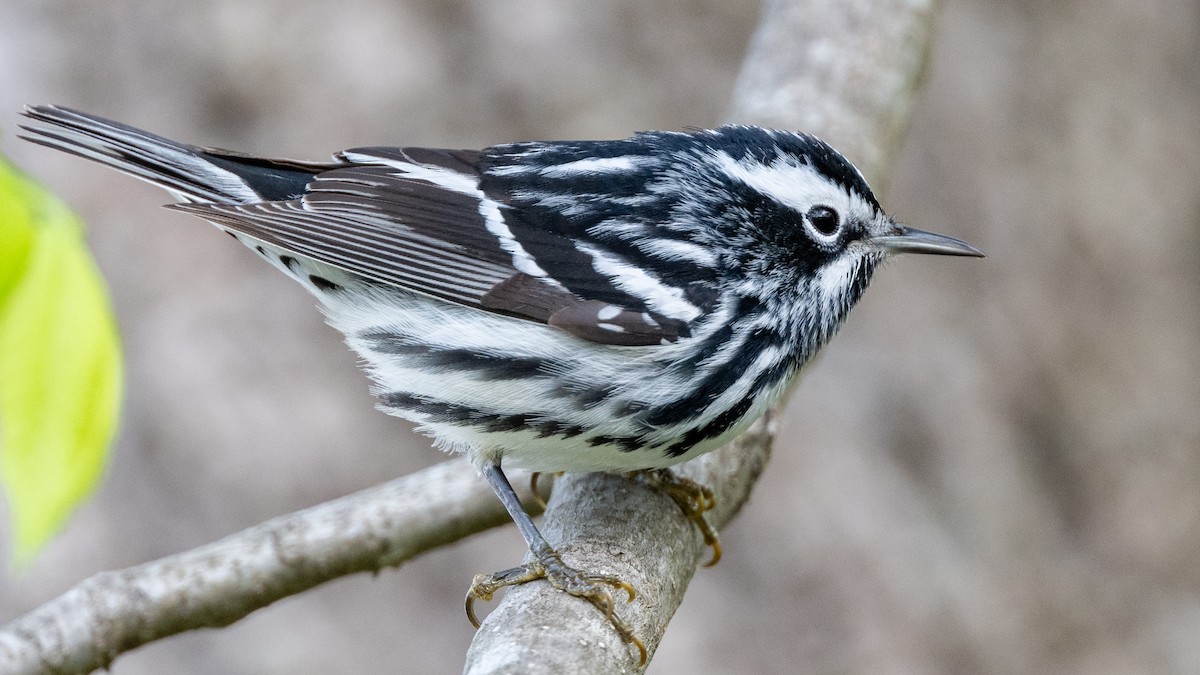 Black-and-white Warbler - ML618373474