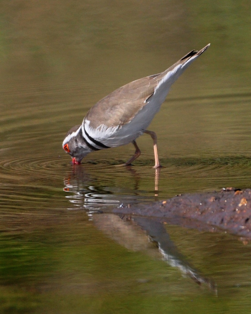 Three-banded Plover (African) - ML618373555
