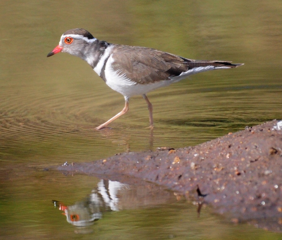 Three-banded Plover (African) - ML618373556