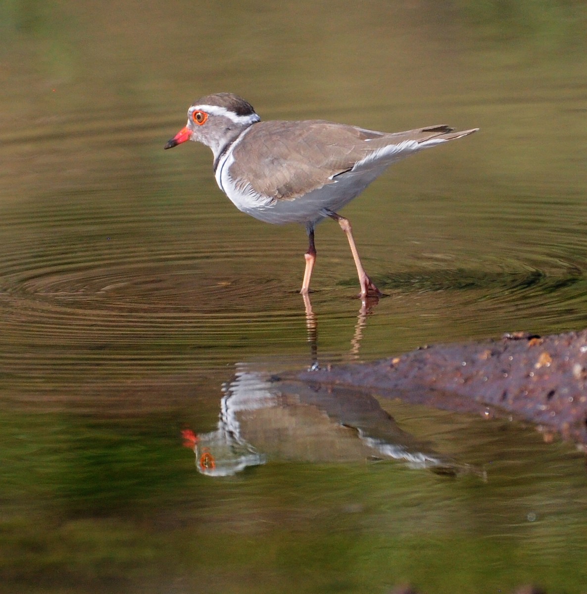 Three-banded Plover (African) - ML618373557