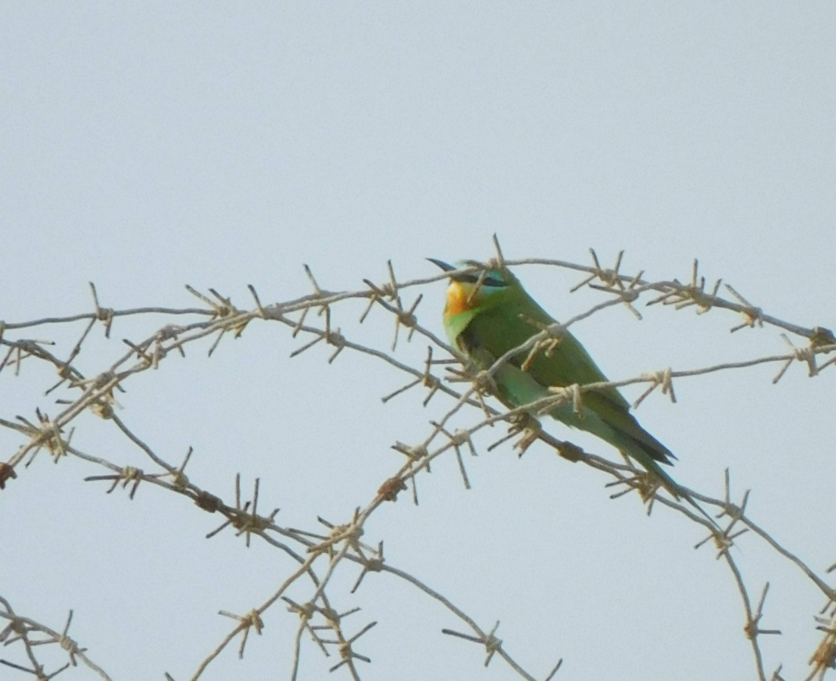 Blue-cheeked Bee-eater - ML618373561