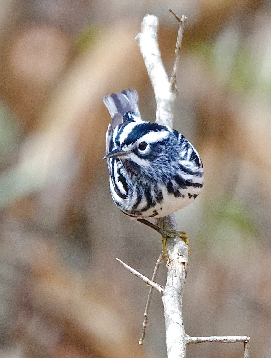 Black-and-white Warbler - ML618373562