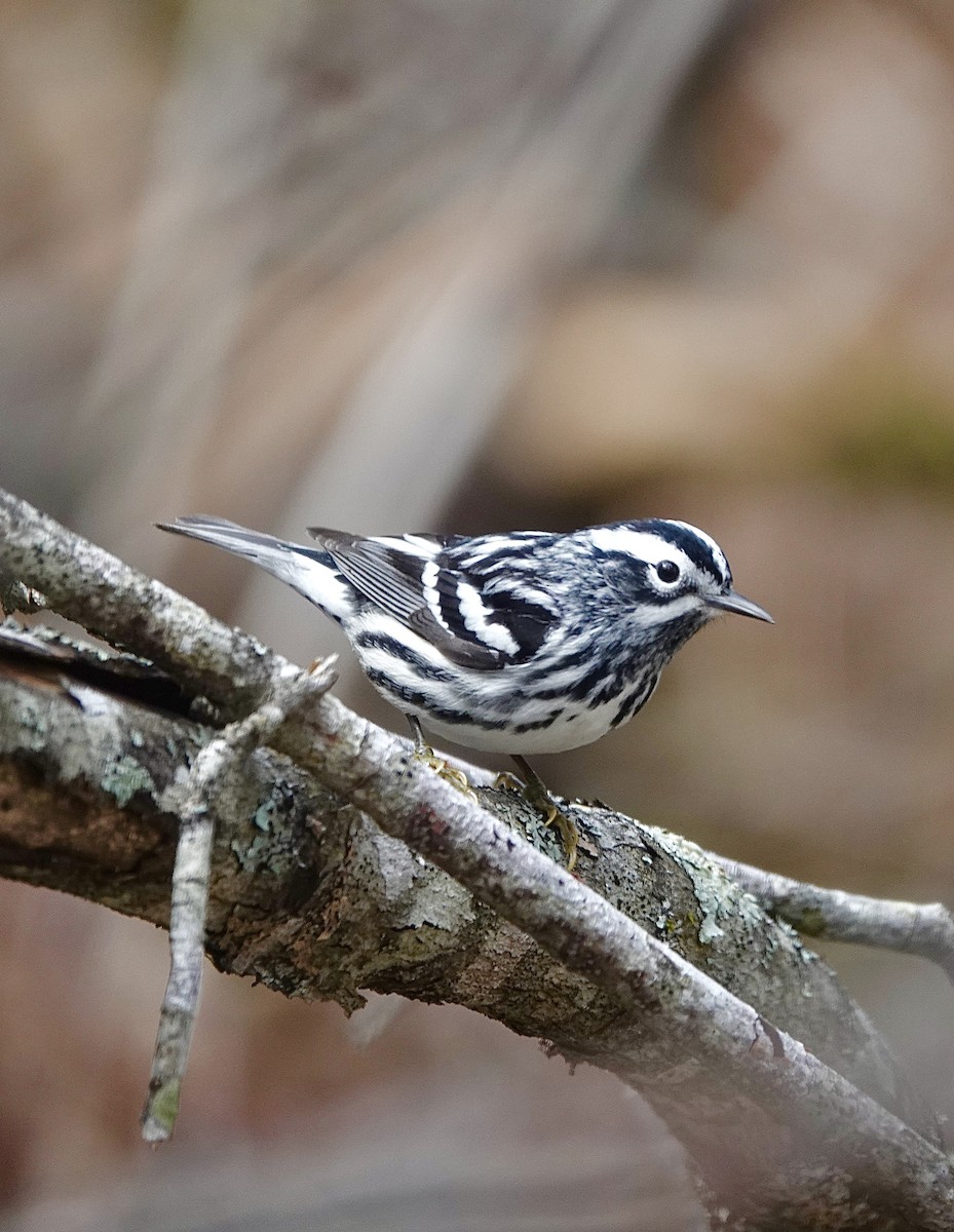 Black-and-white Warbler - ML618373564