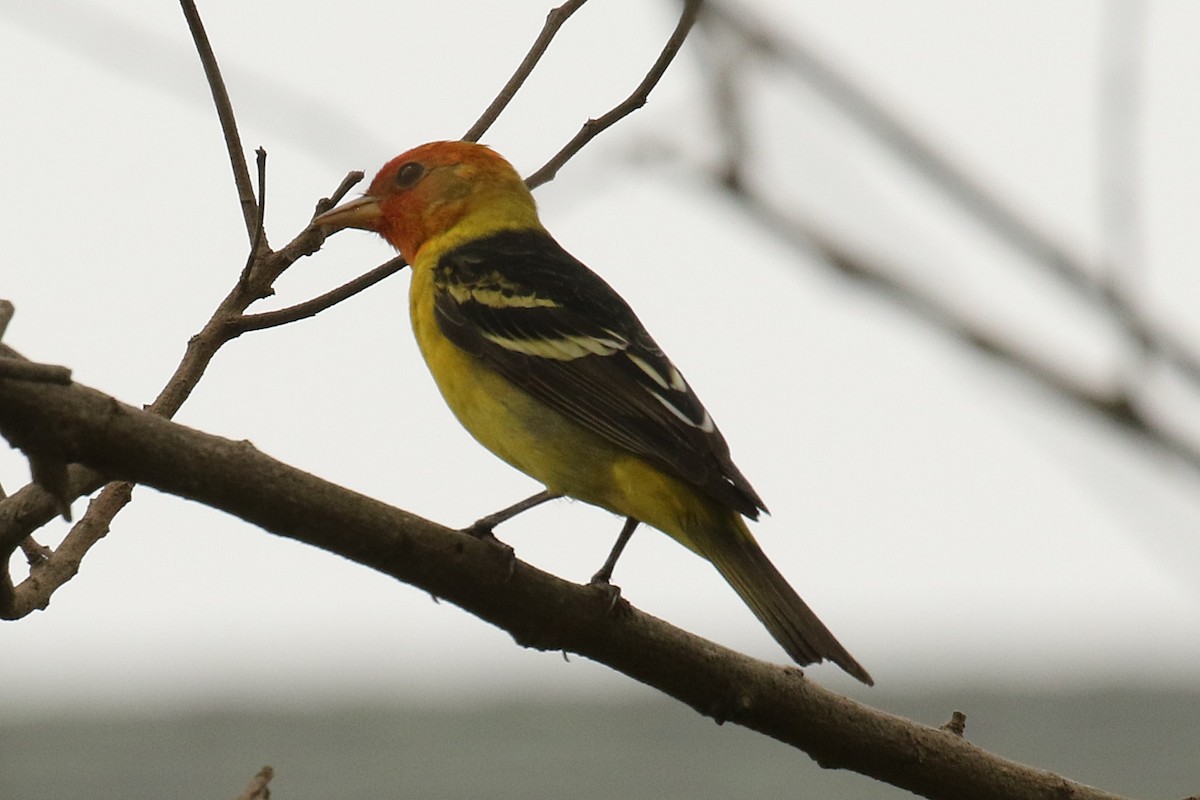 Western Tanager - ML618373575