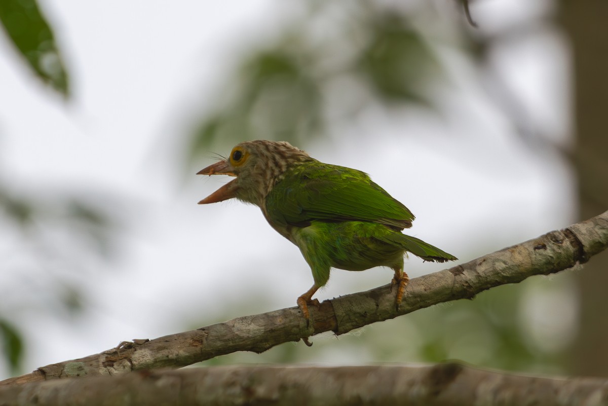 Lineated Barbet - ML618373583