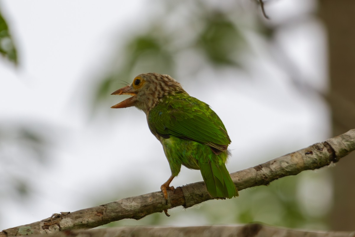 Lineated Barbet - ML618373585