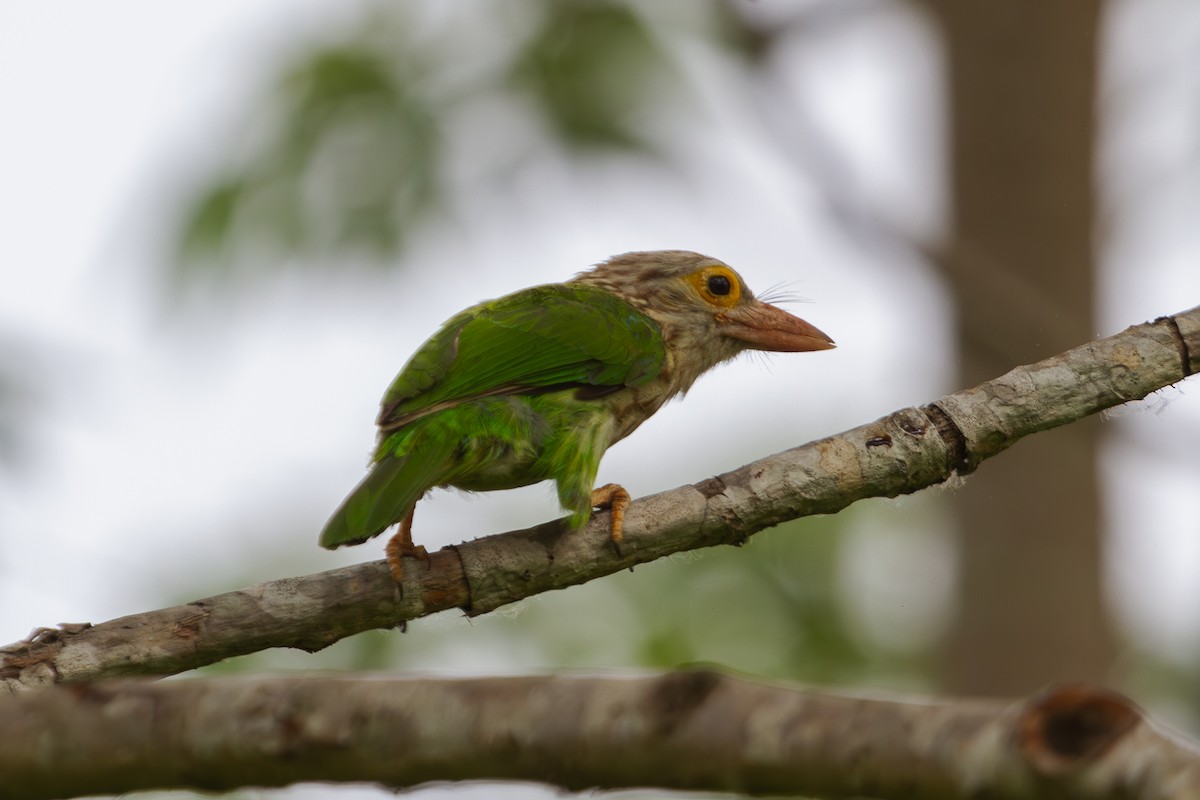 Lineated Barbet - ML618373586