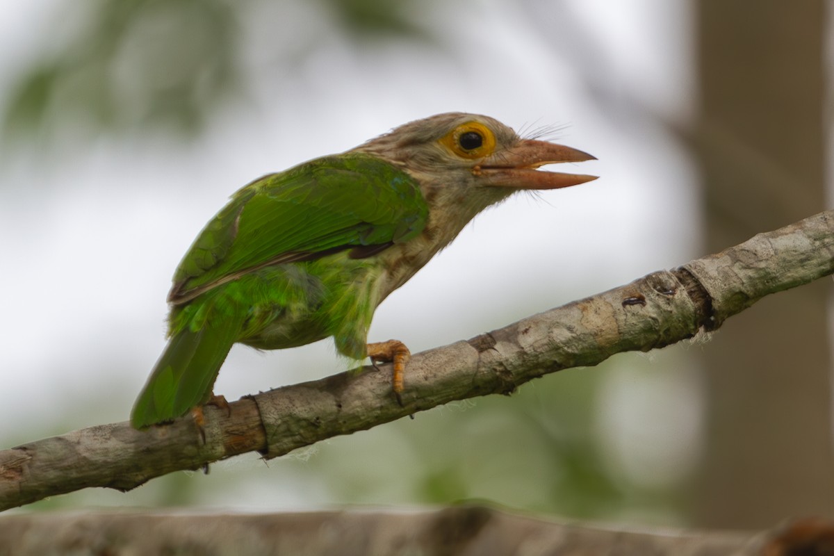 Lineated Barbet - ML618373587