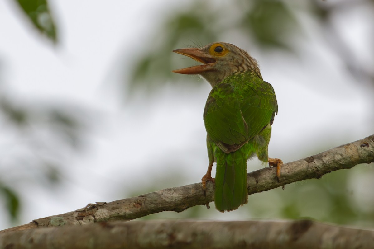 Lineated Barbet - ML618373588