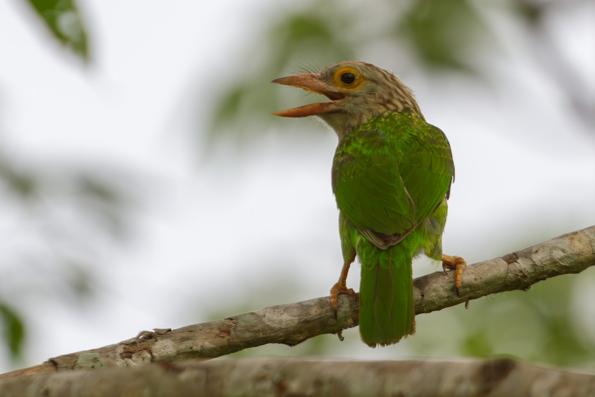Lineated Barbet - ML618373589