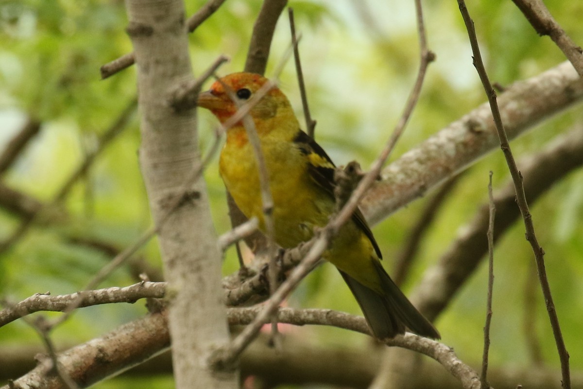 Western Tanager - ML618373592