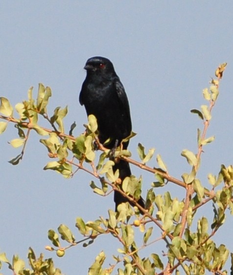 Fork-tailed Drongo - ML618373621