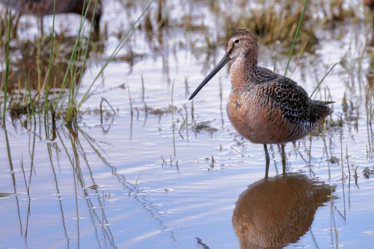 Long-billed Dowitcher - ML618373648