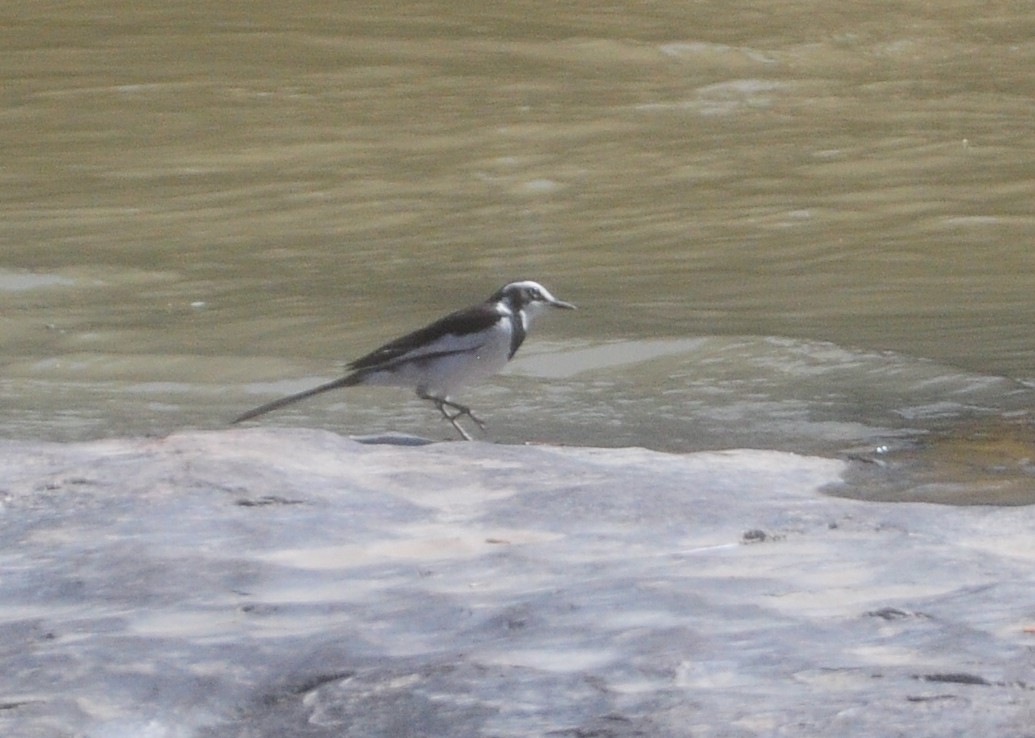African Pied Wagtail - ML618373684